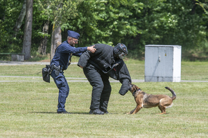 Policjant z psem  zatrzymuje napastnika ubranego w specjalny ubiór uniemożliwiający pogryzienie. Policjant z psem  zatrzymuje napastnika ubranego w specjalny ubiór uniemożliwiający pogryzienie.