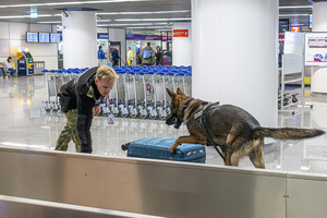 Funkcjonariusz z psem podczas pracy na lotnisku. Funkcjonariusz z psem podczas pracy na lotnisku.